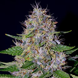 G13 Labs – Skunk #1 Feminised Cannabis Seeds 