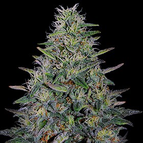 G13 Labs Seeds Cherry Pavlova