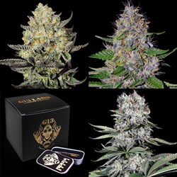 G13 Labs Seeds Collection Bundle - Dessert