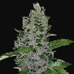 G13 LABS SEEDS FROZEN AFGHAN MINTZ