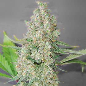 Super Skunk feminized cannabis seeds for sale - Herbies