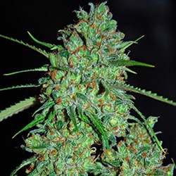 Skunk #1 (G13 Labs) :: Cannabis Strain Info