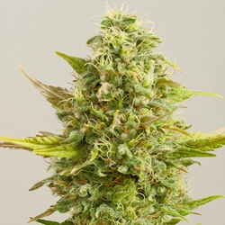 G13 Labs Seeds Royal Kush